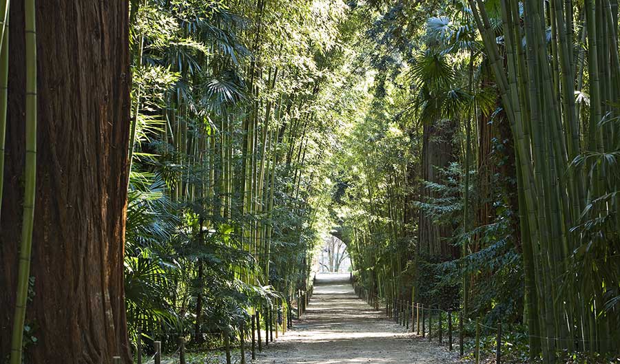 Der Bambuswald in Anduze und der kleine Cévenneszug